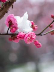 East Lake Plum blossom Garden