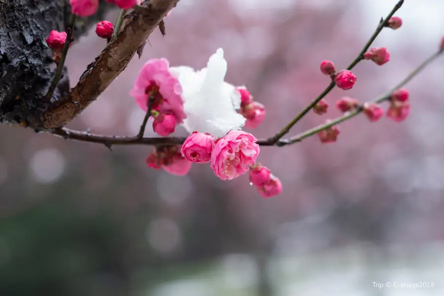 East Lake Plum blossom Garden