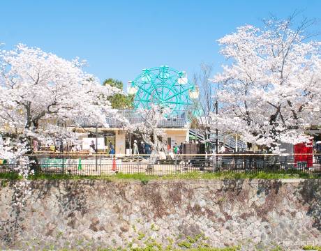 Kamogawa + Pontocho Dori + Kyoto Prefectural Botanical Garden + Half-timber Road + Arashiden Sakura Tunnel One-day Tour