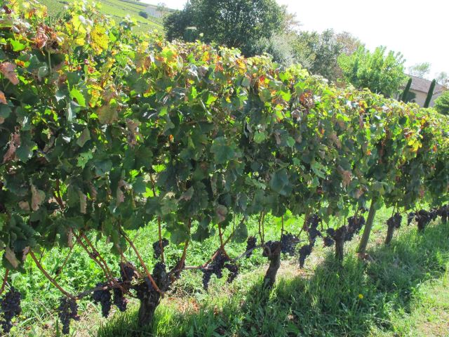 St-Emilion