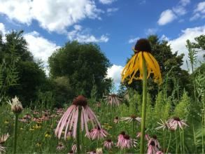 University of Oxford Botanic Gardens
