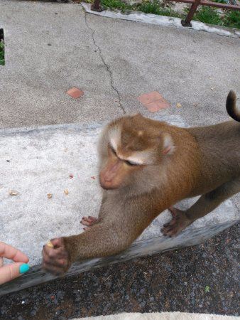 Monkey Hill