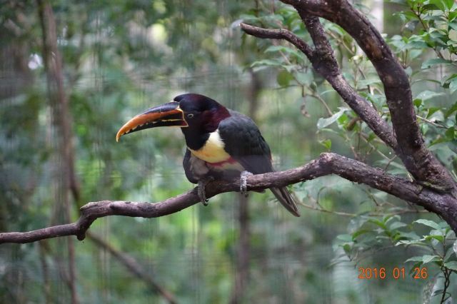 Birds Park