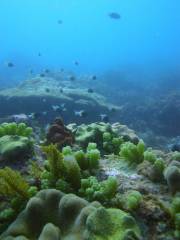 One Ocean: The Zanzibar Dive Center