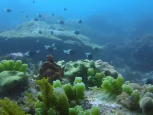 One Ocean: The Zanzibar Dive Center