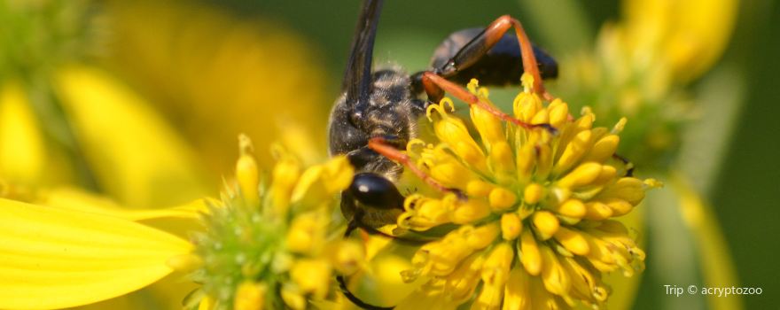 Wildwood Preserve Metropark