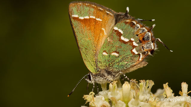 Zilker Botanical Garden