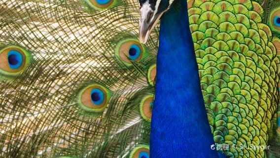 Rescate Wildlife Rescue Center