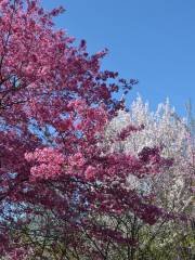 Arboretum Nacional de Estados Unidos