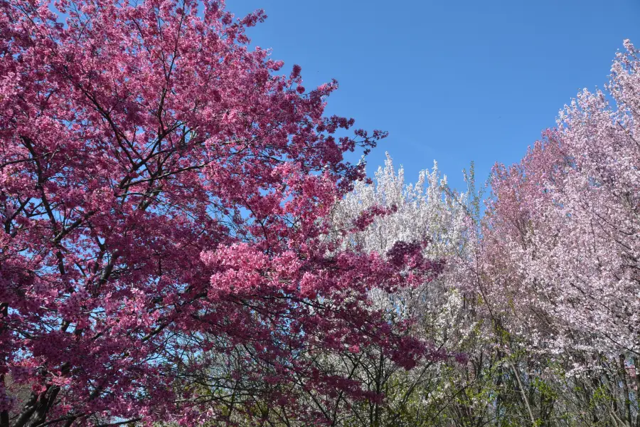 Arboretum national des États-Unis