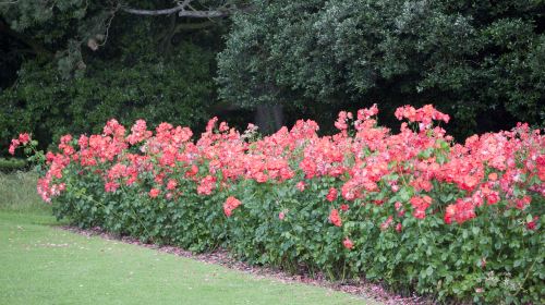 Central Park Rose Garden