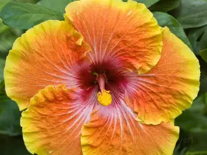Tucson Botanical Gardens