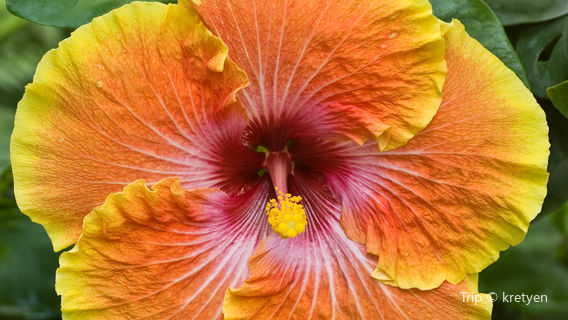 Tucson Botanical Gardens