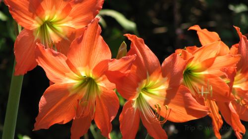 Flower Forest