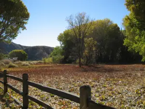 Big Morongo Canyon Preserve