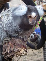 モンキーワールド動物園