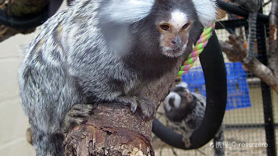 モンキーワールド動物園