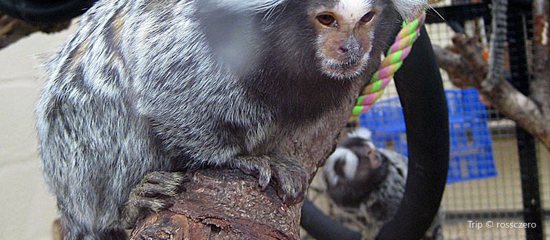 Monkey World - Ape Rescue Centre
