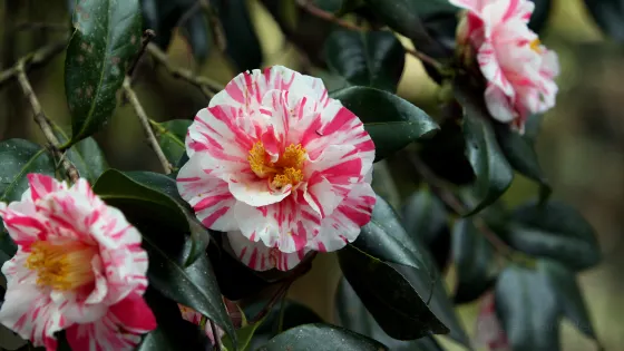 Magnolia Plantation and Gardens