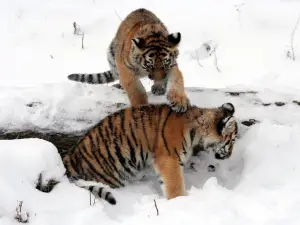 水牛城動物園