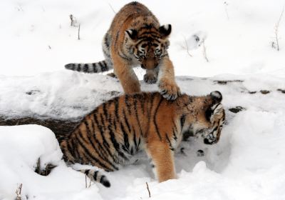 水牛城動物園