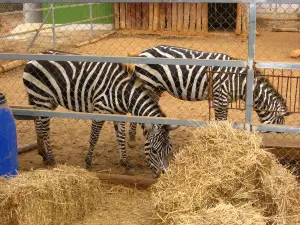 Ζωολογικός Κήπος Πάφου - Pafos Zoo