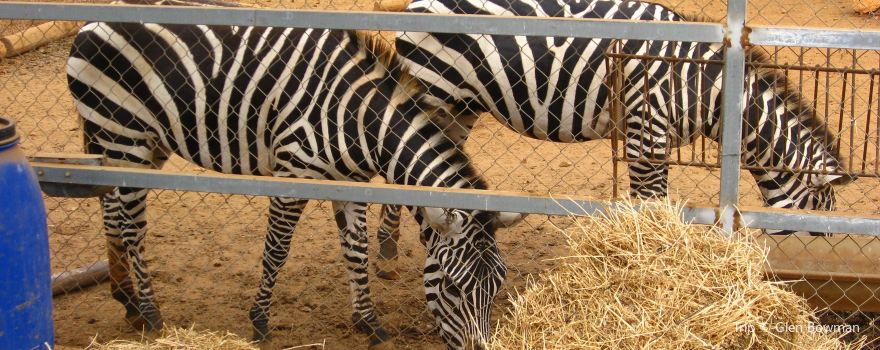Ζωολογικός Κήπος Πάφου - Pafos Zoo