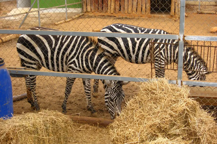 Ζωολογικός Κήπος Πάφου - Pafos Zoo