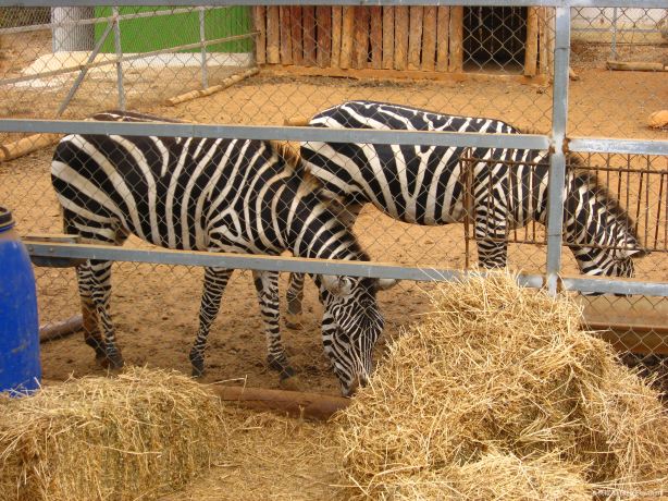 Ζωολογικός Κήπος Πάφου - Pafos Zoo