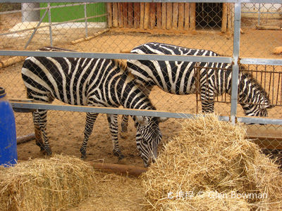 Ζωολογικός Κήπος Πάφου - Pafos Zoo
