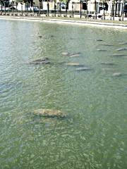 Tampa Electric Manatee Viewing Center