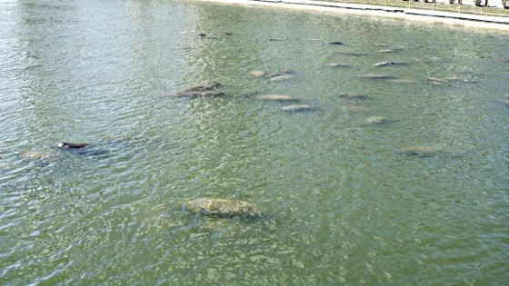 Manatee Viewing Center