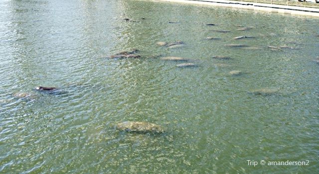 Manatee Viewing Center