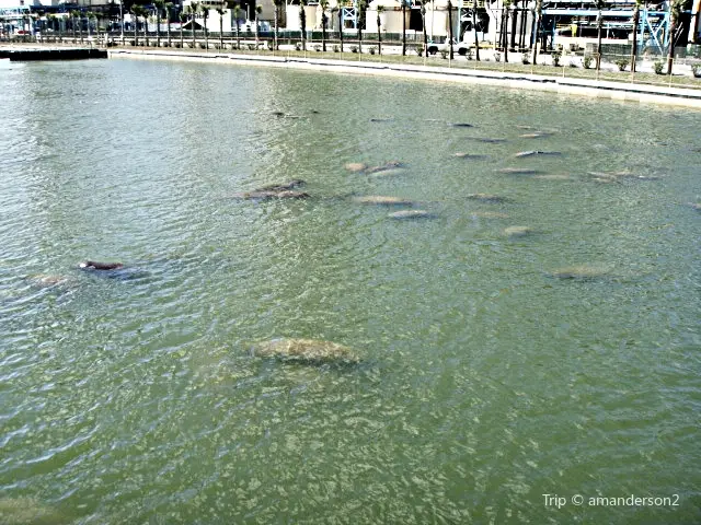 Manatee Viewing Center