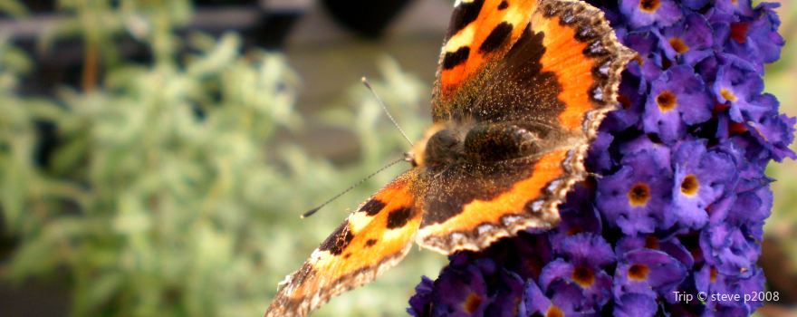 Nevada Bugs and Butterflies