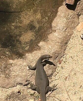 漢密爾頓島野生動物園
