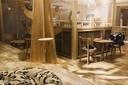 猫乎乎猫咖啡屋(中南城B座店)