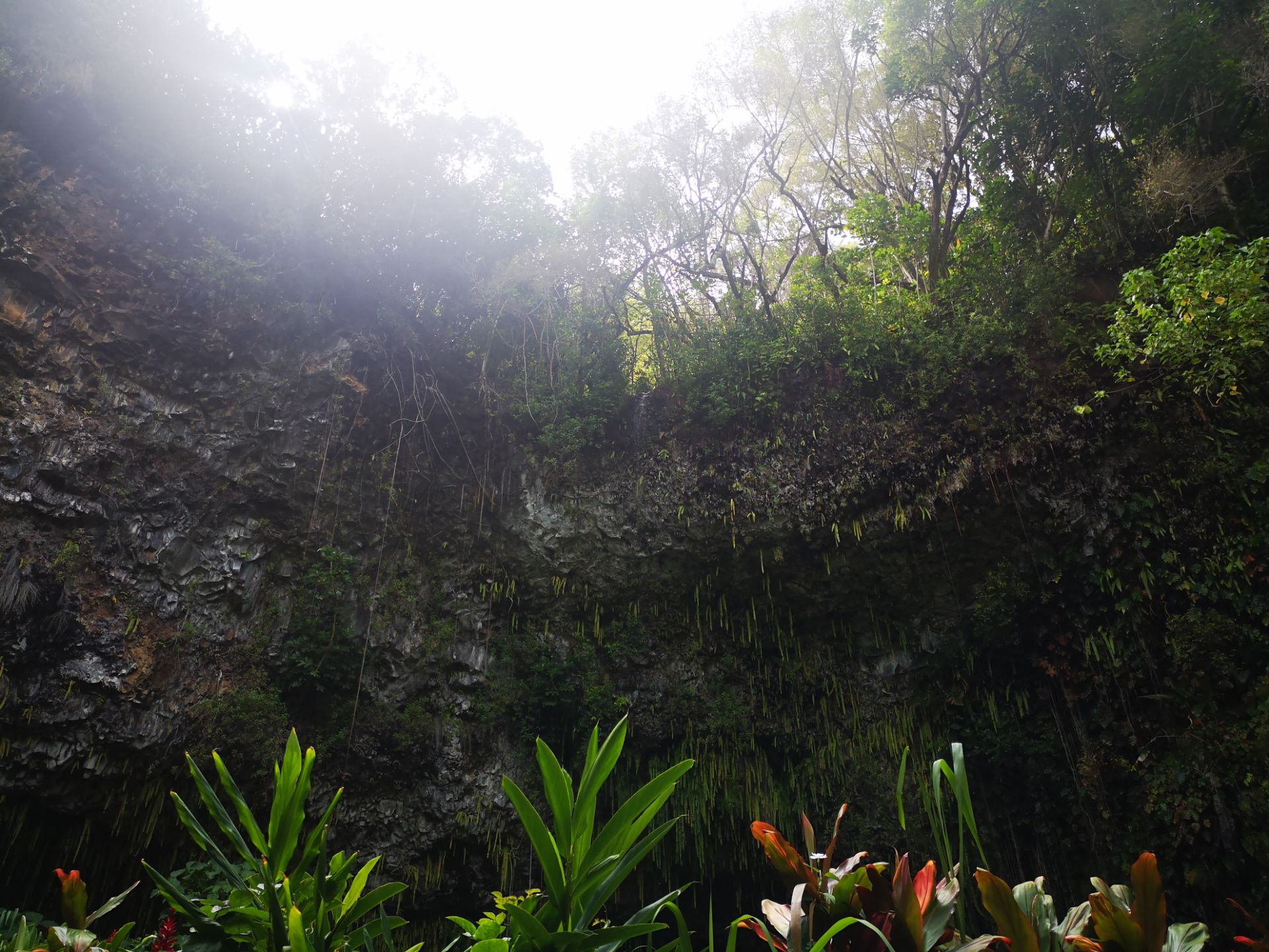 蕨類植物洞旅遊攻略指南 蕨類植物洞評論 蕨類植物洞附近推薦 Trip Com