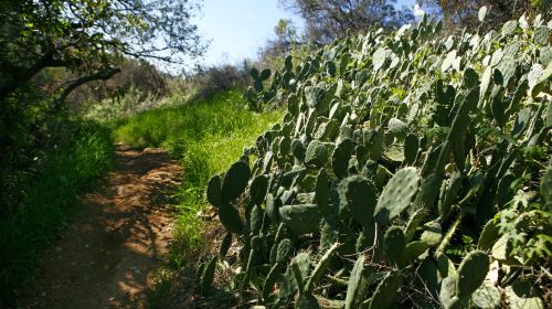 Eaton Canyon Falls Trail