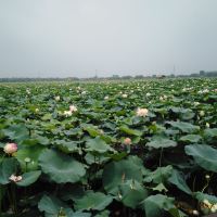 評論圖片 4