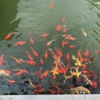 評論圖片 4