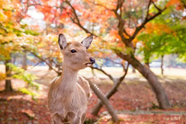 11 Traditional and Fun Things to Do in Nara