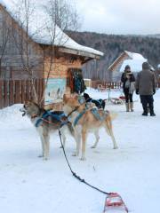 Baikal Dog Sledding Centre