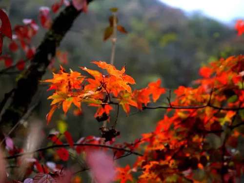 The Best Places in Sichuan to Experience the Beauty of Autumn