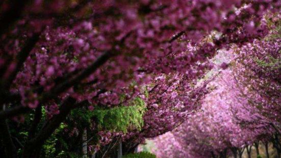 春季，清明过后，四月樱花，美艳绝伦，游客纷纷嚷嚷，每年都要成