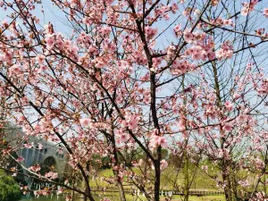 Popular Spring Outings in Changsha County