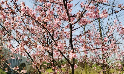 Songya Lake Wetland Park