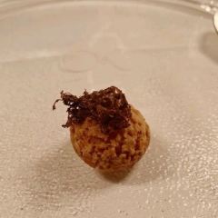 Restaurant Operakällaren User Photo