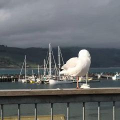 Apollo Bay Fishermen's Co-op張用戶圖片