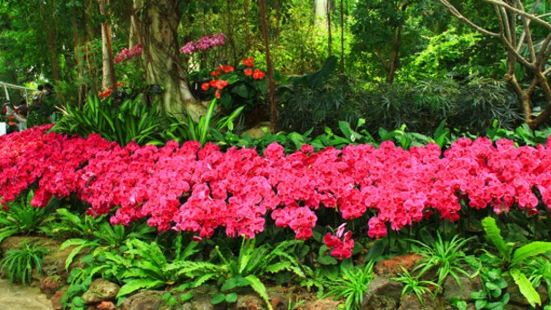 徐州植物园在原徐州市九里山苗圃的基础上修建的，最值得逛的就是